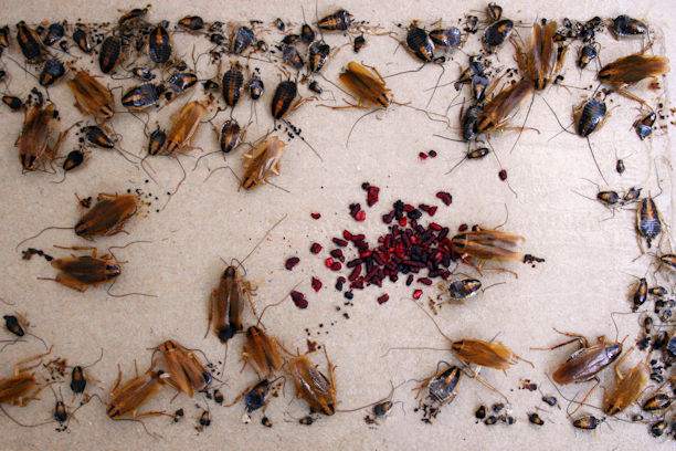 Signs you have Cockroaches