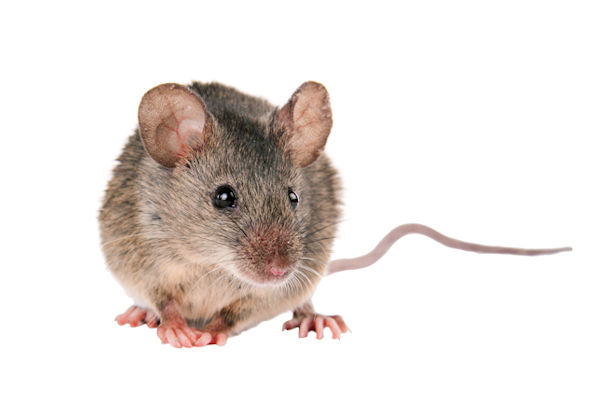 Mice Facts