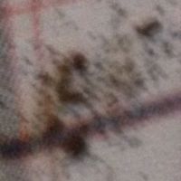 Evidence of bed bugs Evidence of bed bugs