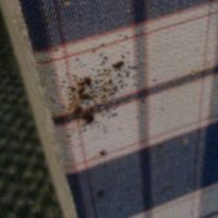 Bed Bugs on the base of a bed Bed Bugs on the base of a bed