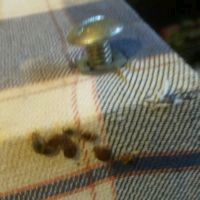 Bed Bugs Close Up Bed Bugs Close Up