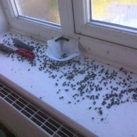Cluster Flies Dead on a Windowsill Cluster Flies Dead on a Windowsill