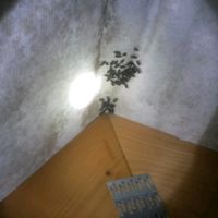 Cluster Flies grouping near Loft Beams Cluster Flies grouping near Loft Beams
