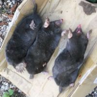 Moles caught Moles caught