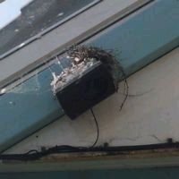 Pigeon Nesting in a Shopping Centre Pigeon Nesting in a Shopping Centre