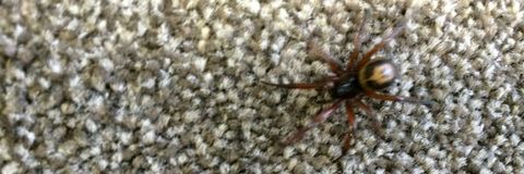 False Widow Spider False Widow Spider