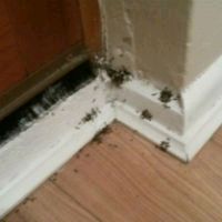 Ant Gel after being down for 15 minutes Ant Gel after being down for 15 minutes