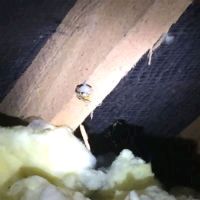 Wasp starting construction of a new Nest Wasp starting construction of a new Nest