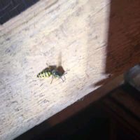 Wasp in a loft space Wasp in a loft space