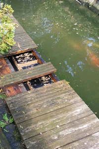 Wasp nest removal from decking near a fish pond Wasp nest removal from decking near a fish pond