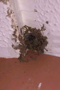 Wasp Nest removal from a ceiling cavity Wasp Nest removal from a ceiling cavity