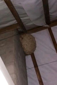 Wasp nest removal from a loft Wasp nest removal from a loft