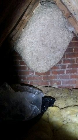 wasp nest removal wasp nest removal