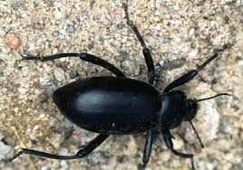 Darkling Beetle Darkling Beetle