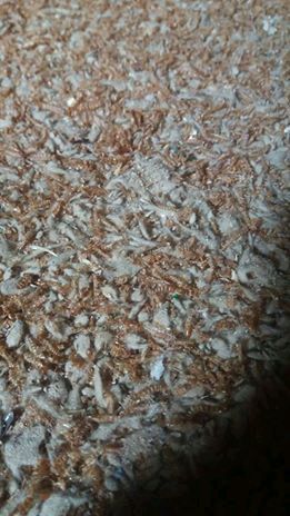Mealworm1 Mealworm1