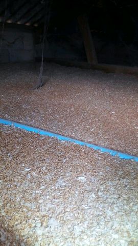 mealworm mealworm