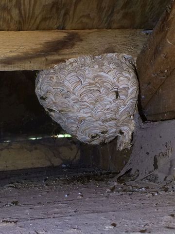Dans Wasp Nest Dans Wasp Nest