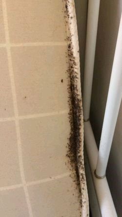 Major Bed Bugs Major Bed Bugs