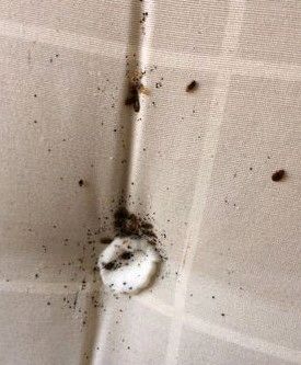 major Bed Bugs 1 major Bed Bugs 1