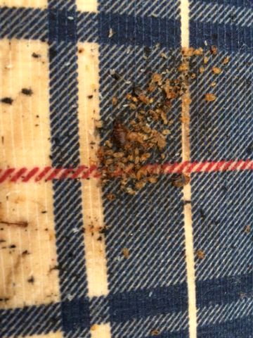 Major bed Bugs 2 Major bed Bugs 2