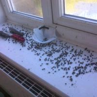 Cluster Fly Cluster Fly