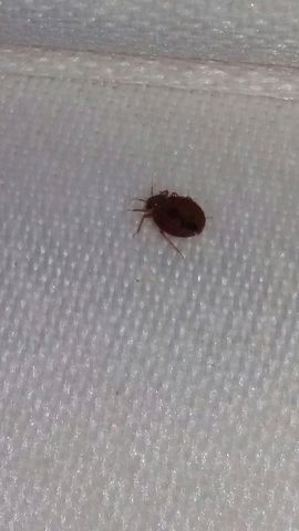 Bed Bug singular Bed Bug singular