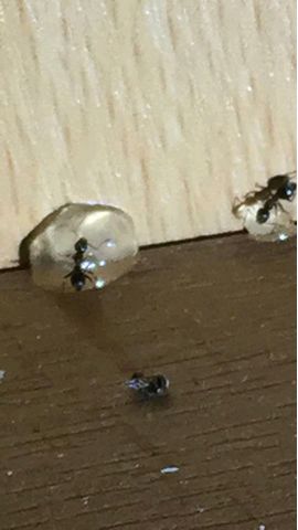 Ant Gel 1 Ant Gel 1