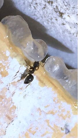 Ant Gel 2 Ant Gel 2