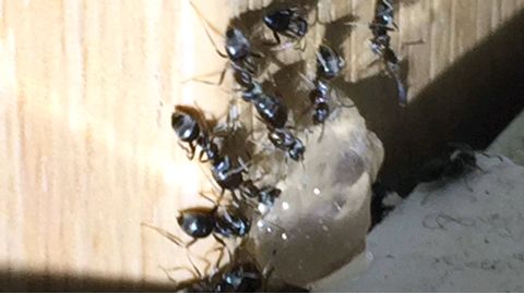 Ant Gel 3