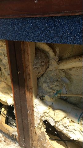 Wasp Nest3 Wasp Nest3