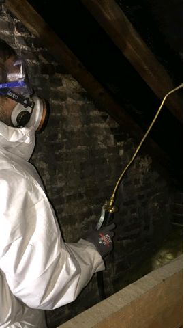 Woodworm 1 Woodworm 1