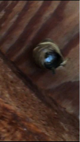 Wasp 2 Wasp 2