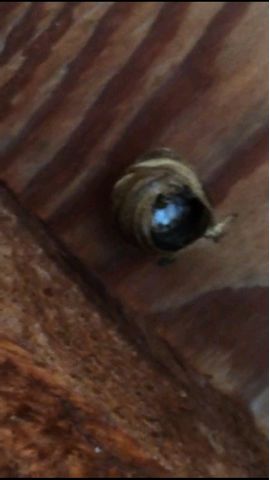 Wasp 1 Wasp 1