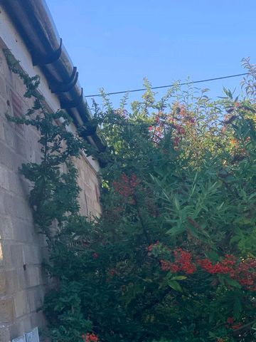 rat tree veg 2020 rat tree veg 2020