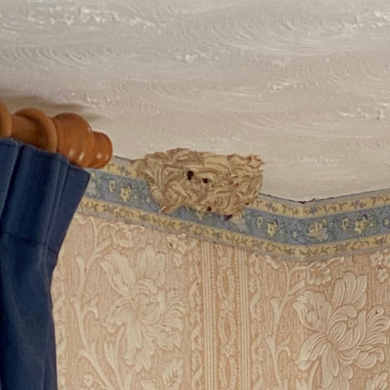 Wasp Nest through an Artex Ceiling Wasp Nest through an Artex Ceiling