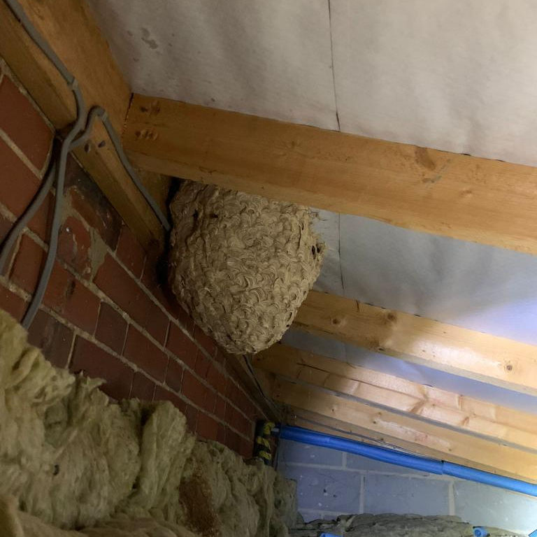 Wasp nest in roof eaves Wasp nest in roof eaves