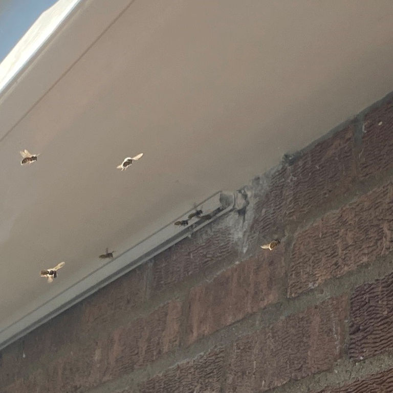 Wasps under soffit board Wasps under soffit board