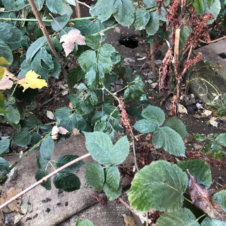 Rat Burrow and Droppings Rat Burrow and Droppings
