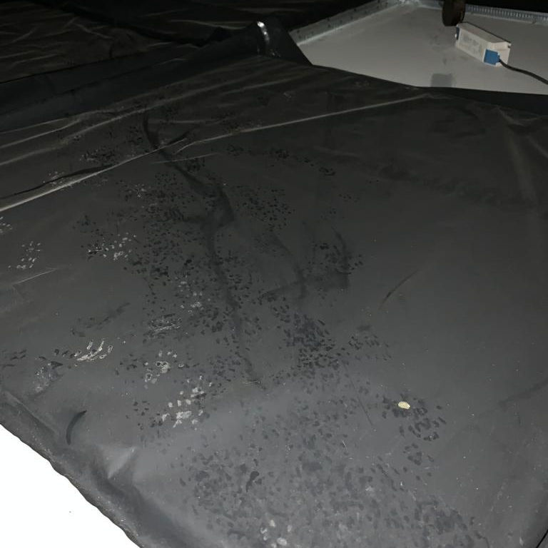Rat Footprints and Tail Marks Rat Footprints and Tail Marks