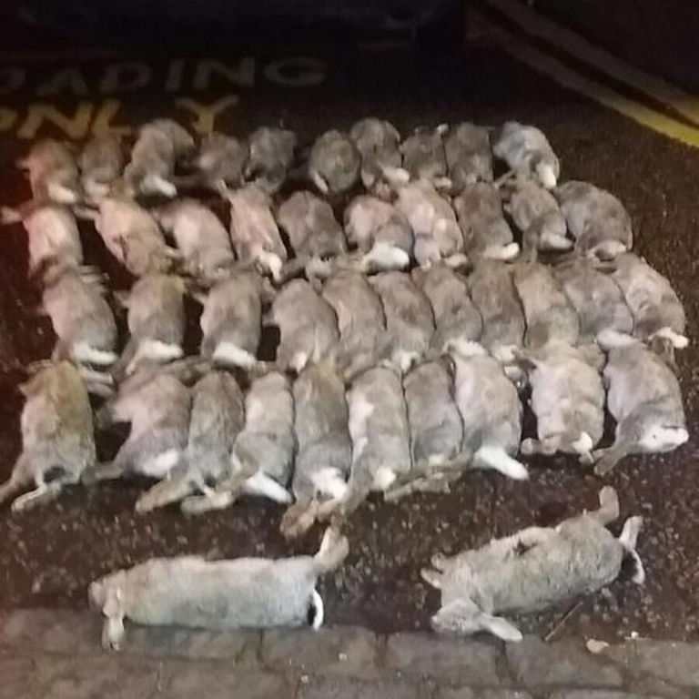 Rabbit Pest Control Treatment Results Rabbit Pest Control Treatment Results