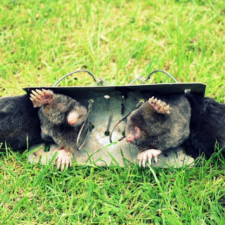 Moles caught in a funnel trap Moles caught in a funnel trap