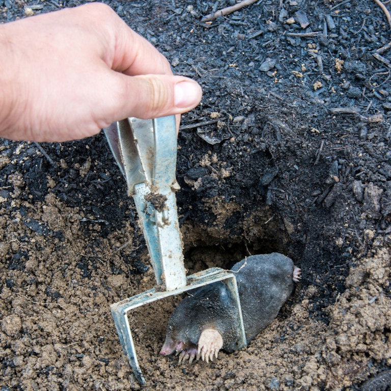 Mole caught in a scissor trap Mole caught in a scissor trap