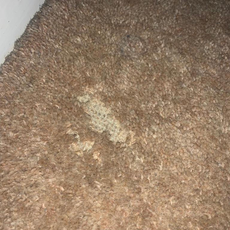 Carpet Beetles Damage to Carpet Carpet Beetles Damage to Carpet