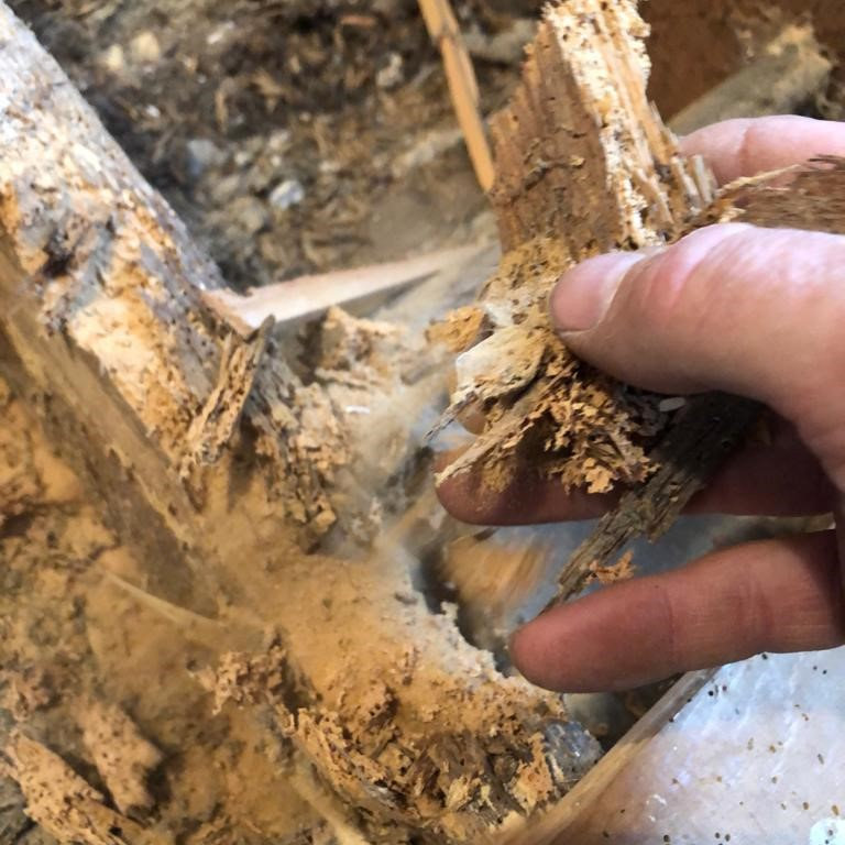 Woodworm - Eaten Timbers Woodworm - Eaten Timbers