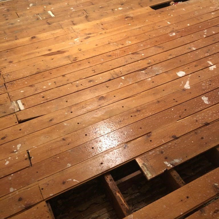 Woodworm investigation under floorboards Woodworm investigation under floorboards