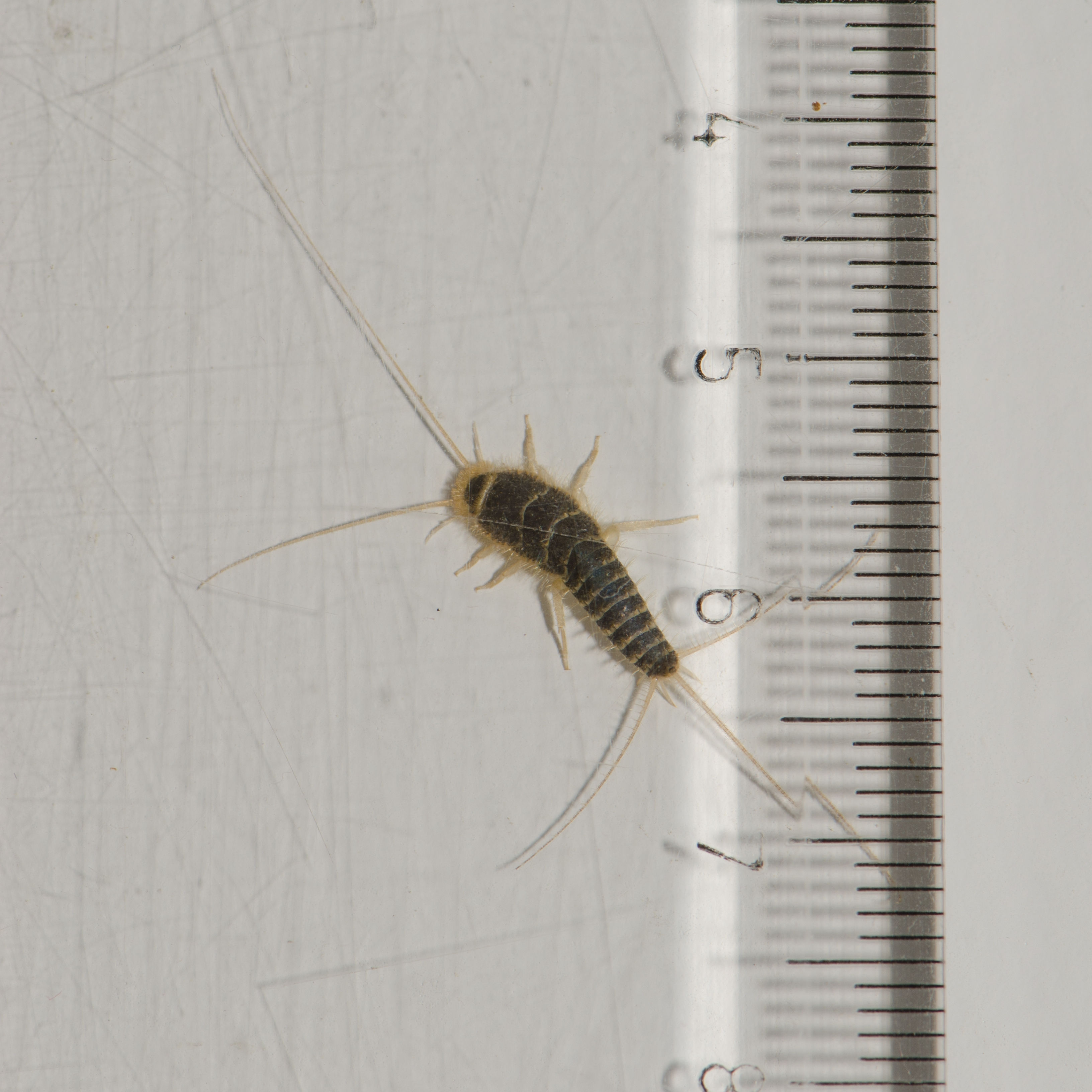 Silverfish Close Up Silverfish Close Up