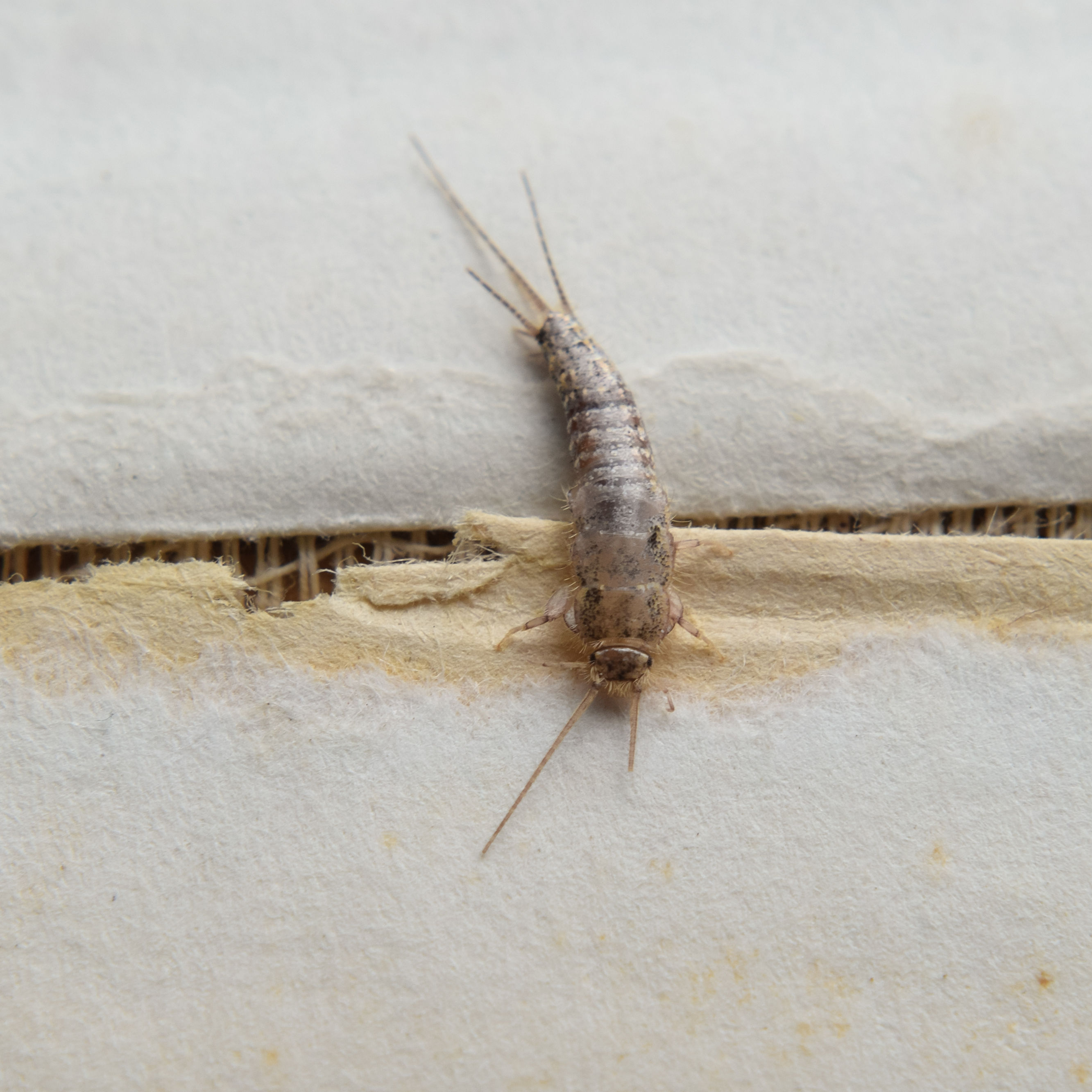 Silverfish on Wallpaper Silverfish on Wallpaper