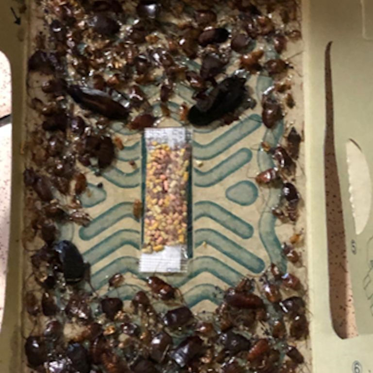 Cockroaches caught on a sticky trap Cockroaches caught on a sticky trap