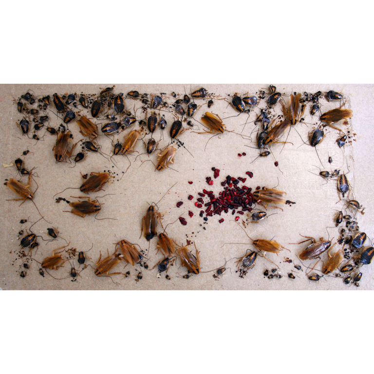 Cockroaches Trapped on a sticky board Cockroaches Trapped on a sticky board
