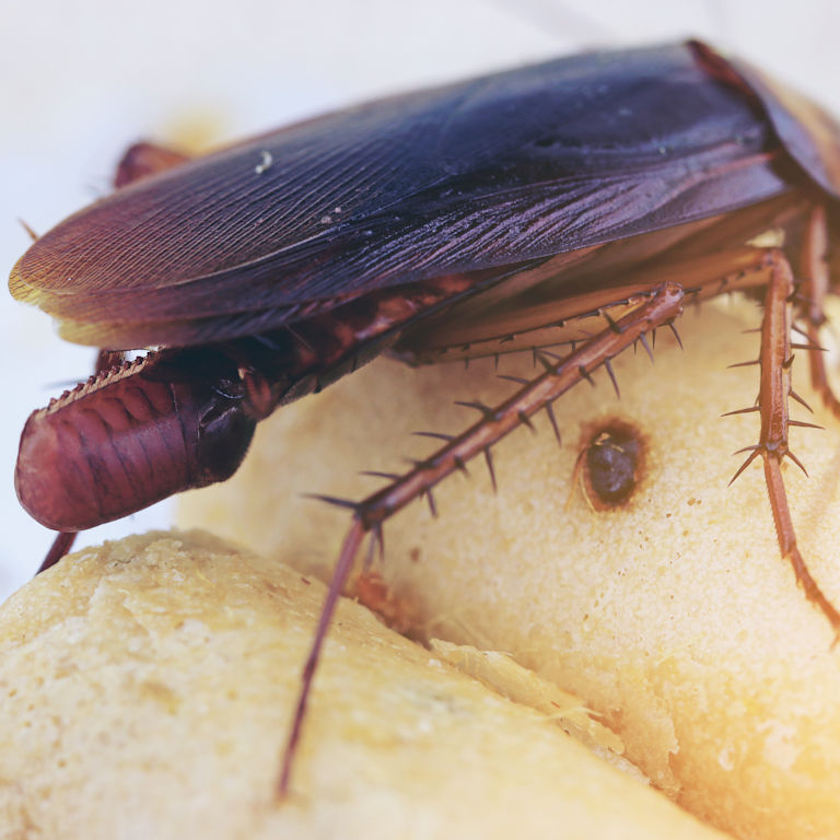 Cockroach with egg case Cockroach with egg case